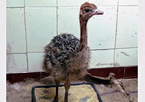 வண்டலூர் உயிரியல் பூங்காவில் அழகான குஞ்சு பொறித்தது நெருப்புக்கோழி 